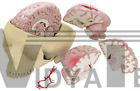 Brain Full Size Human Anatomical Model